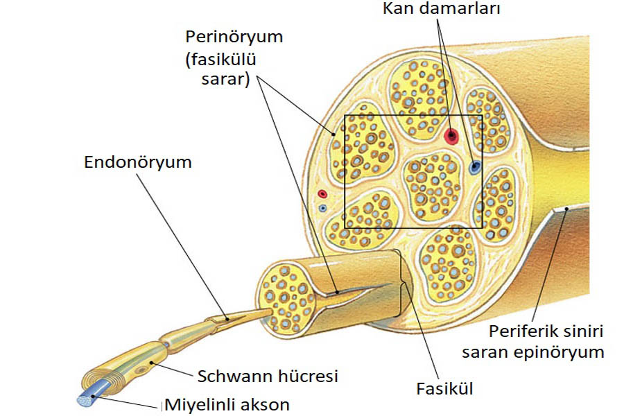 Periferik Sinir Yaralanması